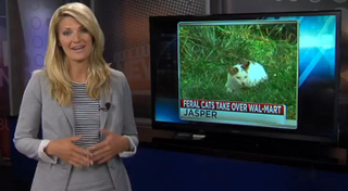 Illustration for article titled The Most Beautiful Modern Art: News Chyrons Featuring Cats
